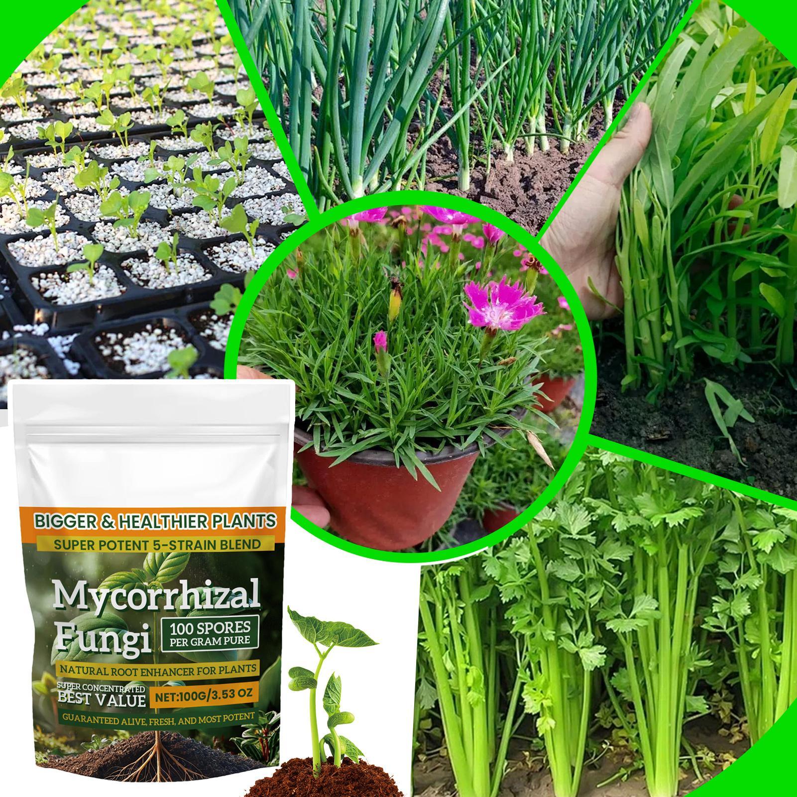 Plant Growth Enhancer Powder 1 - Rooting Hormone Powder incelemesi ve fiyatı